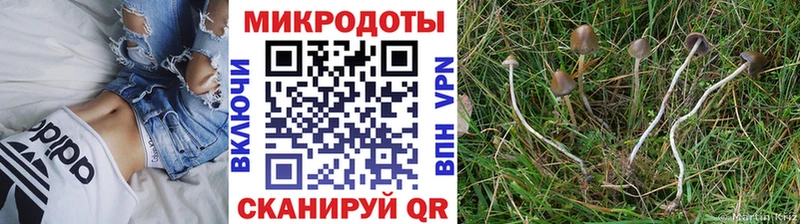 Псилоцибиновые грибы Psilocybine cubensis Отрадный